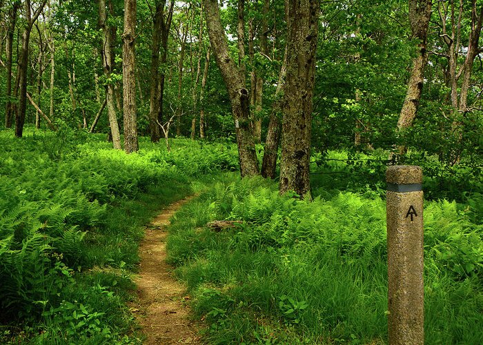 Shenandoah National Park Appalachian Trail Greeting Card featuring the photograph Shenandoah National Park Appalachian Trail by Raymond Salani III