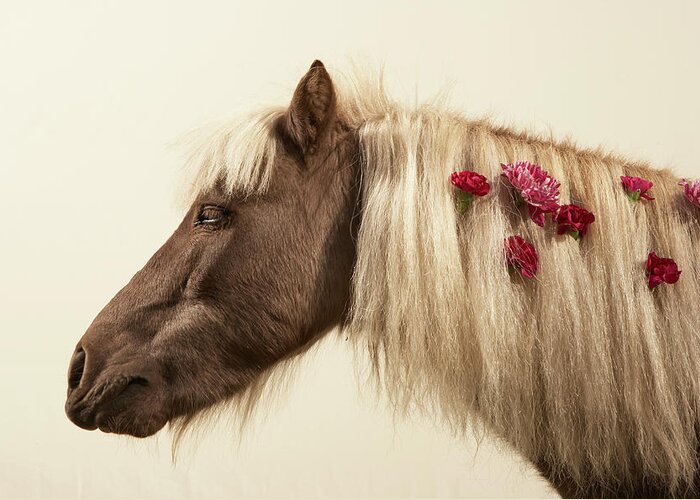 Animal Themes Greeting Card featuring the photograph Shetland Pony With Flowers In Mane by Thomas Northcut