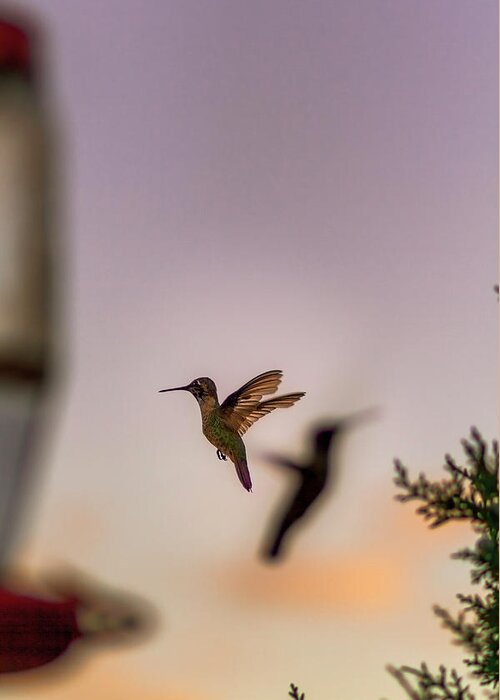 Hummingbird Greeting Card featuring the photograph Shift Change by Peter Hull