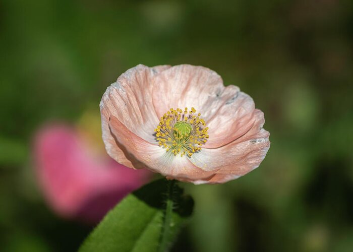  Greeting Card featuring the photograph Shirley Poppy 2019-2 by Thomas Young