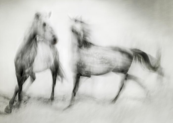Horse Greeting Card featuring the photograph Shivers by Martine Benezech