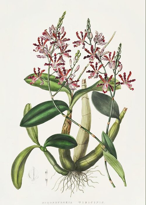 Botanical Illustration Greeting Card featuring the painting Shomburgkia Tibicinis by James Bateman
