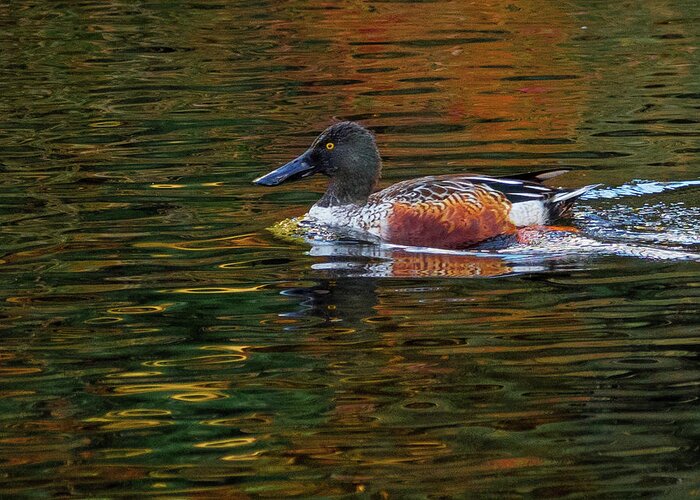 Shoveler Greeting Card featuring the photograph Shoveler on the Move by Jean Noren