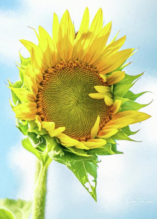 Sunflower Greeting Card featuring the photograph Shy Guy II by Pam DeCamp