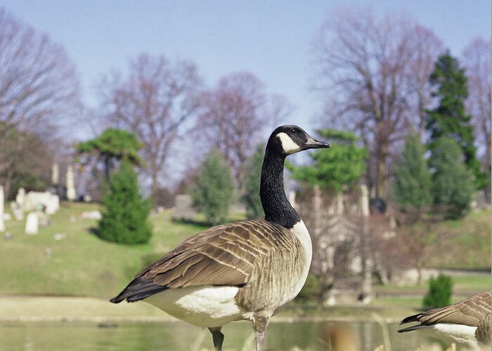 One Animal Greeting Card featuring the photograph Side View Of Canada Goose by Matt Carr