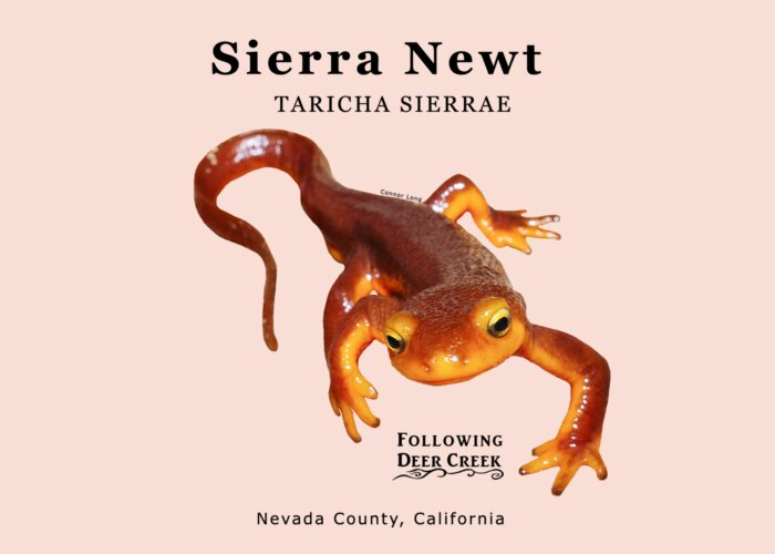 Newt Greeting Card featuring the digital art Sierra Newt - Black text by Lisa Redfern
