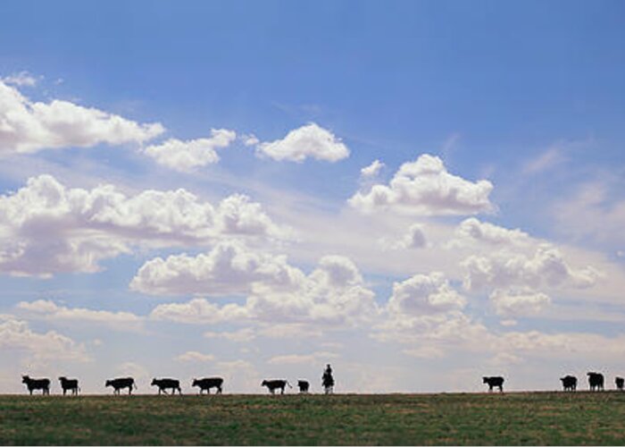Horse Greeting Card featuring the photograph Silhouette Of Cowboys With Cows On Ridge by Timothy Hearsum