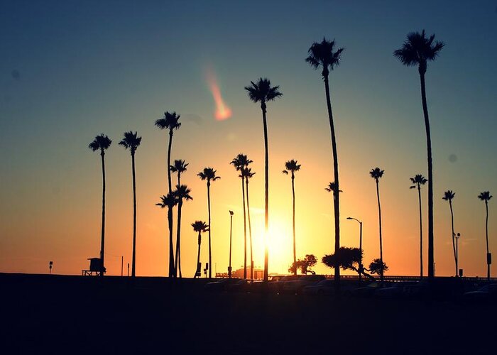 Tranquility Greeting Card featuring the photograph Silhouette Of Palm Trees At Sunset by Photo By Natalie Wilson