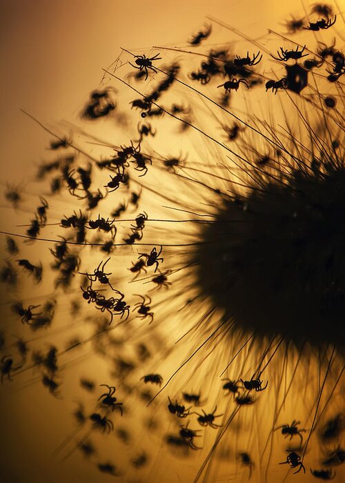 Macro Greeting Card featuring the photograph Silhouette Of The Baby Spiders by Fauzan Maududdin