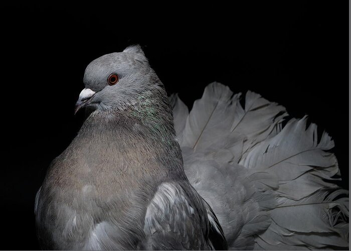 Fantail Greeting Card featuring the photograph Silver Indian Fantail Pigeon by Nathan Abbott