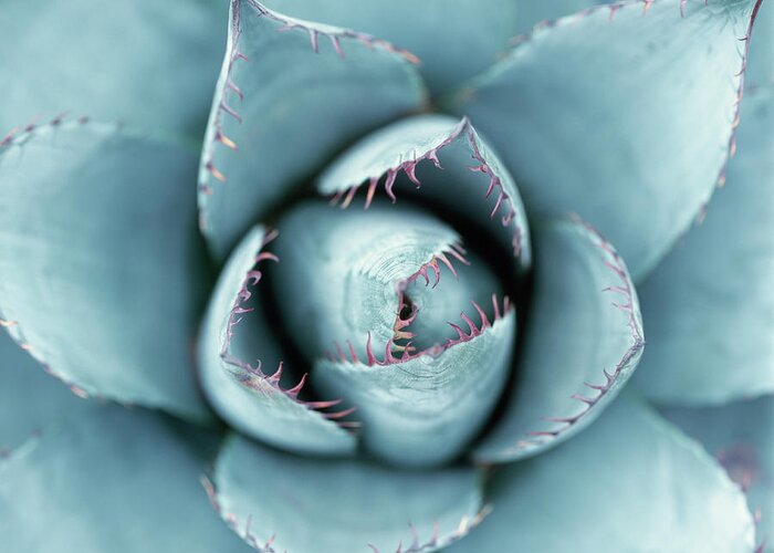 Outdoors Greeting Card featuring the photograph Silver Succulent by Micha Pawlitzki