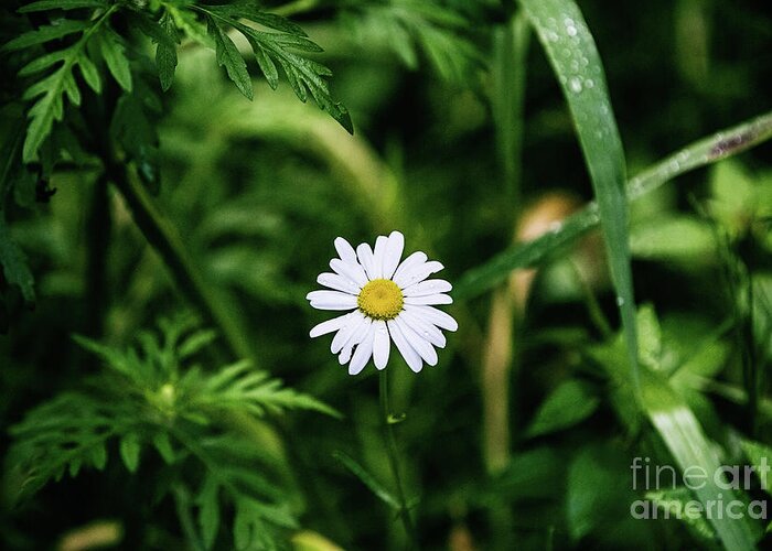 Flower Greeting Card featuring the photograph Simple Beauty by Scott Pellegrin