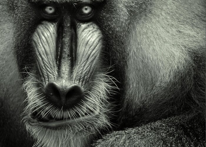 Animal Themes Greeting Card featuring the photograph Singapore Zoo, Mandrill by By Toonman