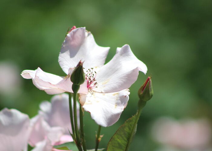 Misty Greeting Card featuring the photograph Single Classic Pink Country Rose and Buds by Colleen Cornelius