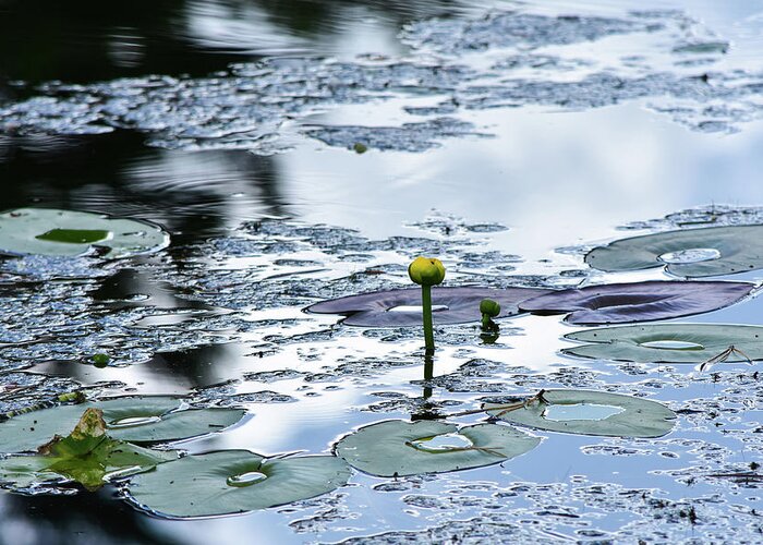 William Tasker Greeting Card featuring the photograph Single Pond Lily by William Tasker