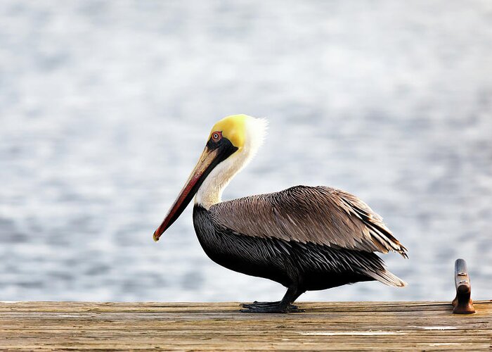 Pelican Greeting Card featuring the photograph Sitting on the Dock of the Bay by Susan Rissi Tregoning