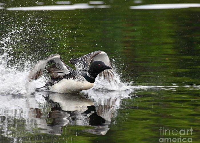 Lake Greeting Card featuring the photograph Skimming Loon by Steve Brown