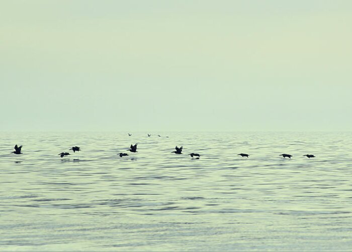 Aggressively Greeting Card featuring the photograph Skimming Pelicans by JAMART Photography
