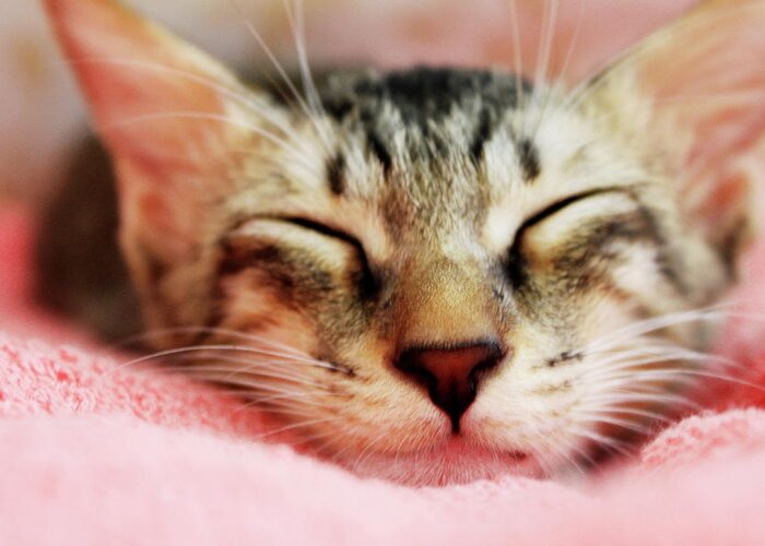 Pets Greeting Card featuring the photograph Sleeping Kitten by Joey Lim