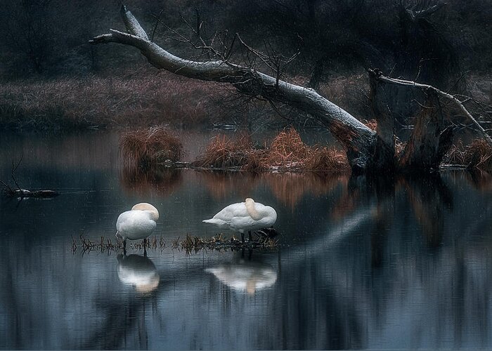 Swan Greeting Card featuring the photograph Sleeping Swans by Martin Kucera