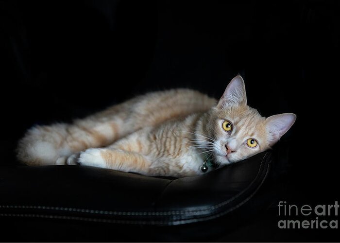 Cat Greeting Card featuring the photograph Sleepy Champagne Ginger Tabby Kitten on black by Michelle Wrighton