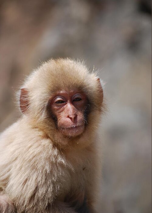 Animal Themes Greeting Card featuring the photograph Sleepy Child Snow Monkey In Spring by Edamame