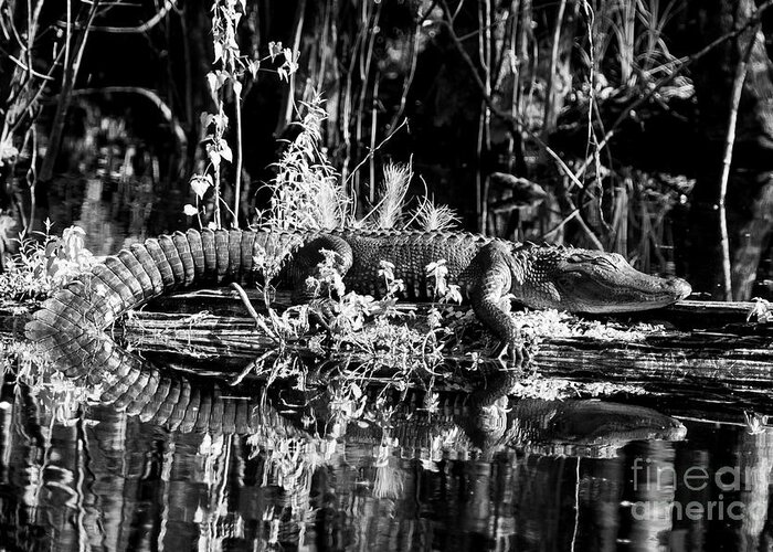 Wildlife Greeting Card featuring the photograph Sleepy Days by Quinn Sedam