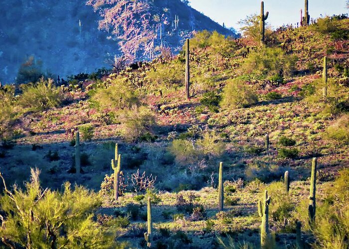 Arizona Greeting Card featuring the photograph Slope of the Saguaros by Judy Kennedy