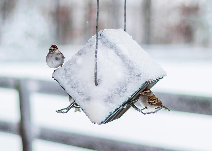 2019 Greeting Card featuring the photograph Snow Birds by Donna Twiford