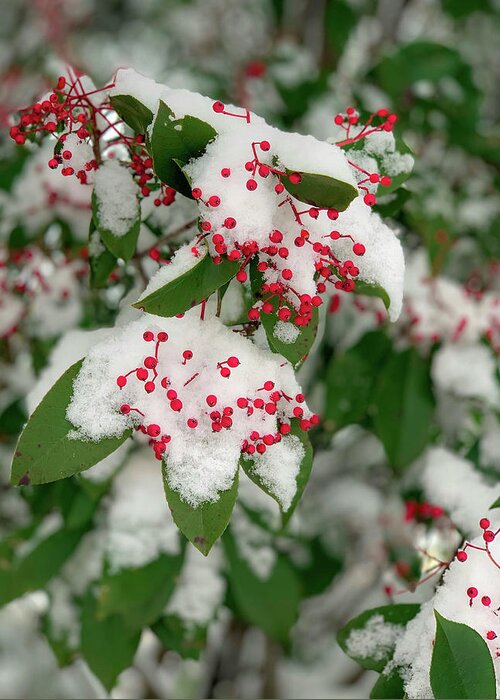 Winter Greeting Card featuring the photograph Snow Covered Winter Berries by Lora J Wilson