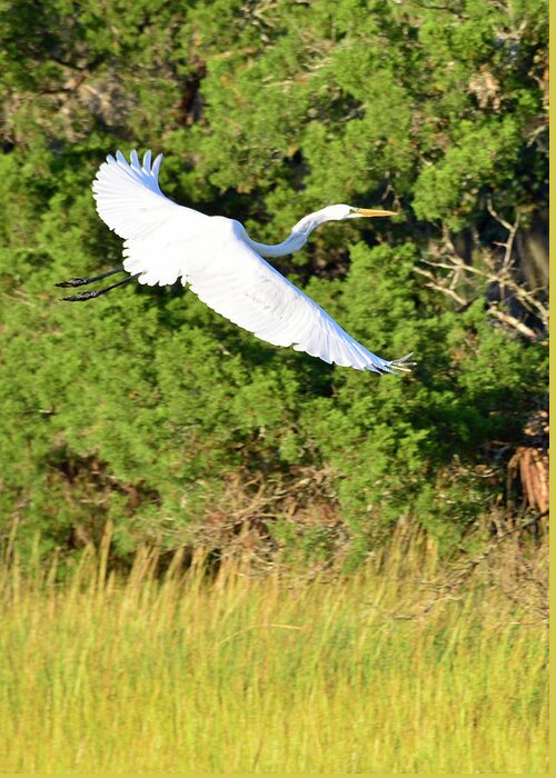 Birds Greeting Card featuring the photograph Snow Egret Soaring Above the Marsh by Bruce Gourley