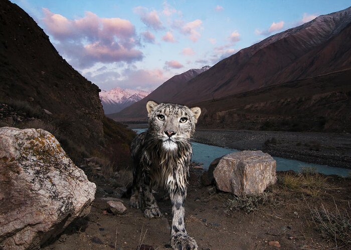 Sebastian Kennerknecht Greeting Card featuring the photograph Snow Leopard Along Uchkul River, Kyrgyzstan by Sebastian Kennerknecht
