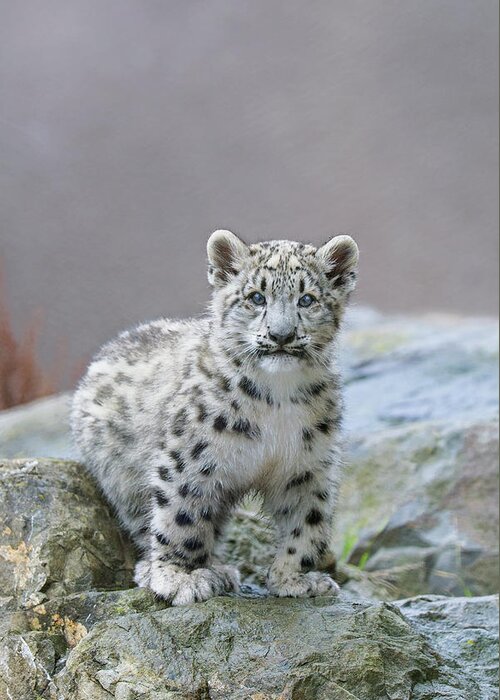 Suzi Eszterhas Greeting Card featuring the photograph Snow Leopard Cub by Suzi Eszterhas