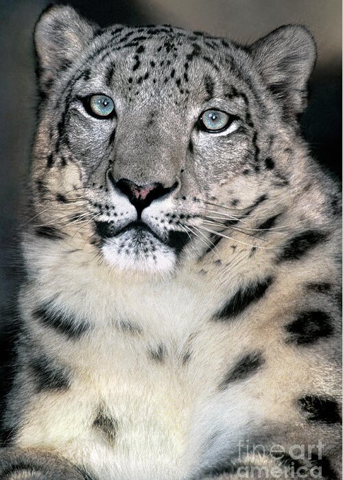 Snow Leopard Greeting Card featuring the photograph Snow Leopard Portrait Endangered Species Wildlife Rescue by Dave Welling