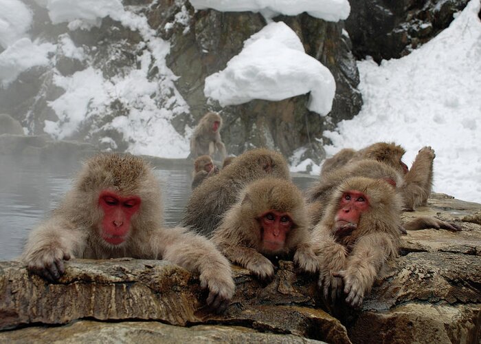Snow Greeting Card featuring the photograph Snow Monkeys by P F Huber