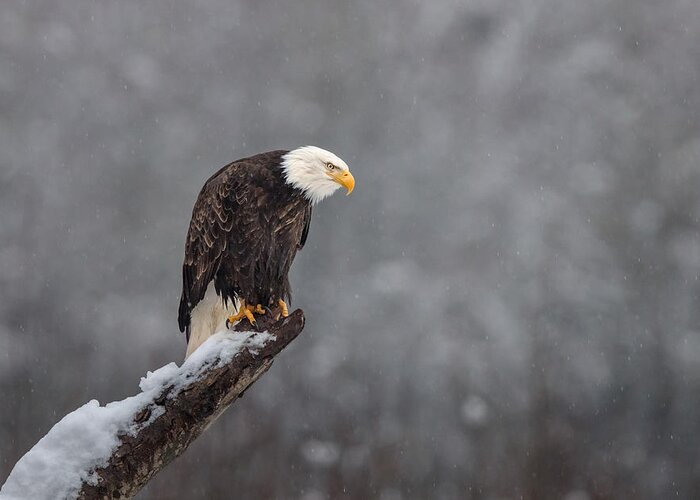 Eagle Greeting Card featuring the photograph Snow On The Skagit by Greg Barsh