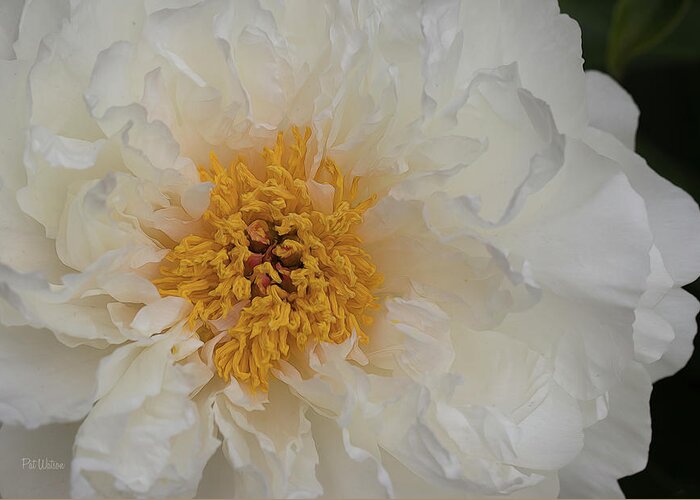 Floral Greeting Card featuring the photograph Snow White Peony by Pat Watson