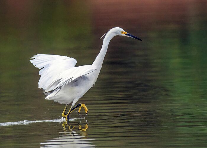 Snowy Egret Greeting Card featuring the photograph Snowy Egret 2773-071219 by Tam Ryan