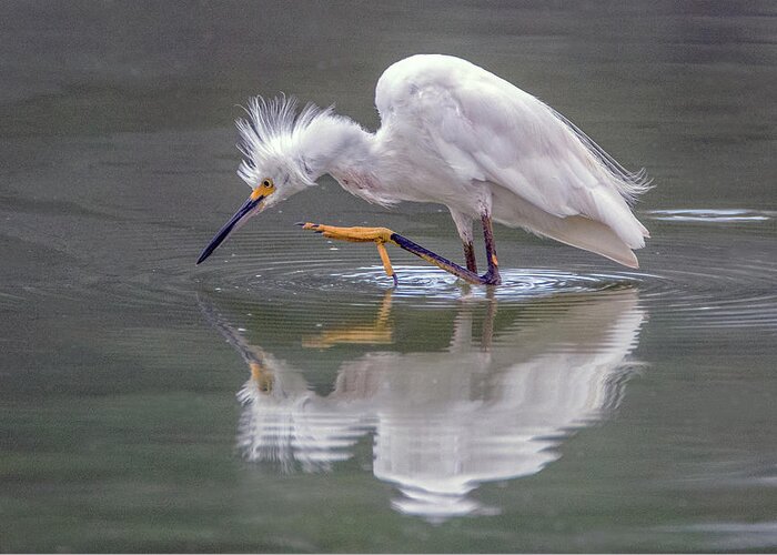 Snowy Egret Greeting Card featuring the photograph Snowy Egret 3042-072319 by Tam Ryan