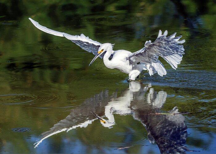Snowy Egret Greeting Card featuring the photograph Snowy Egret 8422-061819 by Tam Ryan