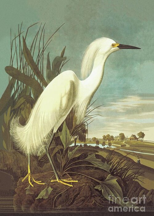 Snowy Egret Greeting Card featuring the painting Snowy Egret, Audubon by John James Audubon