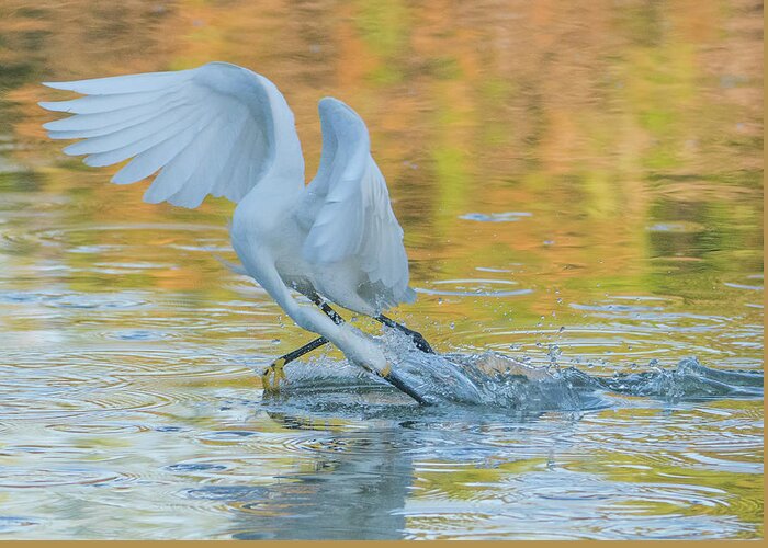 Snowy Egret Greeting Card featuring the photograph Snowy Egret Fishing 8603-061919 by Tam Ryan