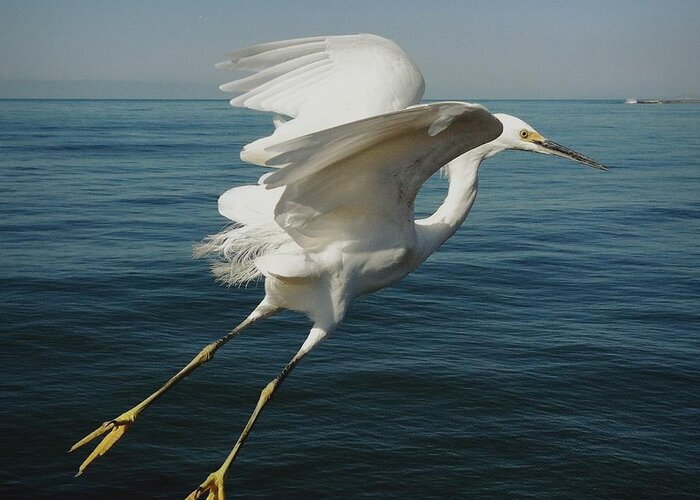 Taking Off Greeting Card featuring the photograph Snowy Egret Taking Off Over Ocean by Shari Weaver Photography