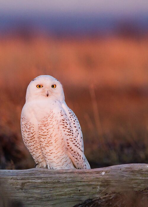 One Animal Greeting Card featuring the photograph Snowy Owl, George C. Reifel Bird by Mint Images/ Art Wolfe