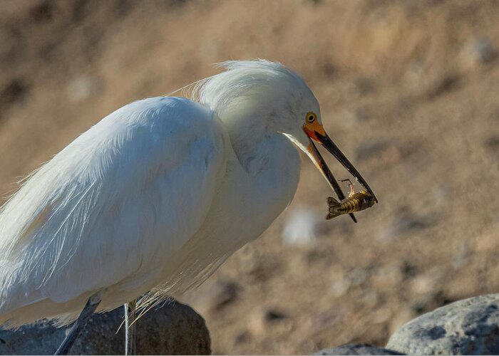 Snowy White Egret Greeting Card featuring the photograph Snowy White Egret 3 by Rick Mosher