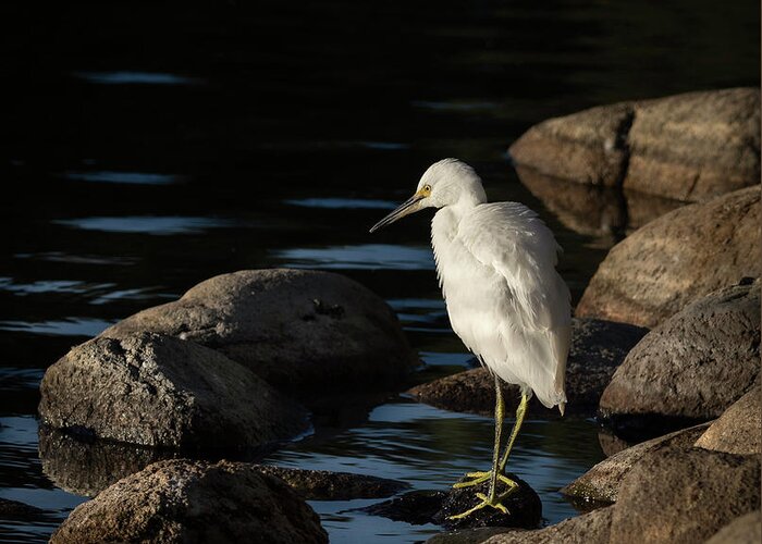 Snowy White Egret Greeting Card featuring the photograph Snowy White Egret 7 by Rick Mosher