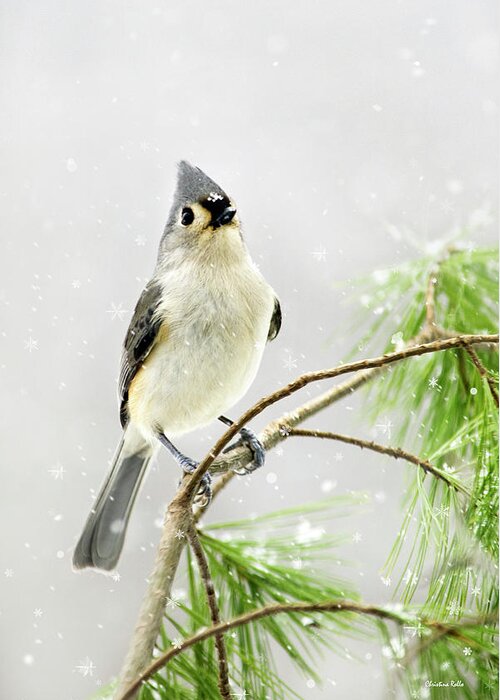 Bird Greeting Card featuring the mixed media Snowy Winter Songbird by Christina Rollo