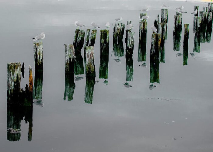 Seagulls Greeting Card featuring the photograph Musical Pilings by Jeff Cooper