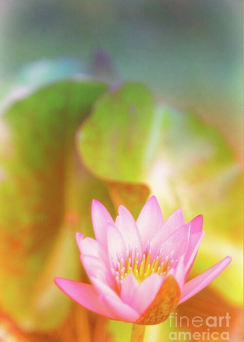 Pink Flower Greeting Card featuring the photograph Soft and Light 4 by Becqi Sherman