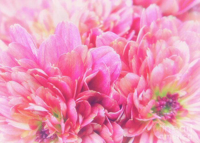 Pink Greeting Card featuring the photograph Soft and Light 48 by Becqi Sherman